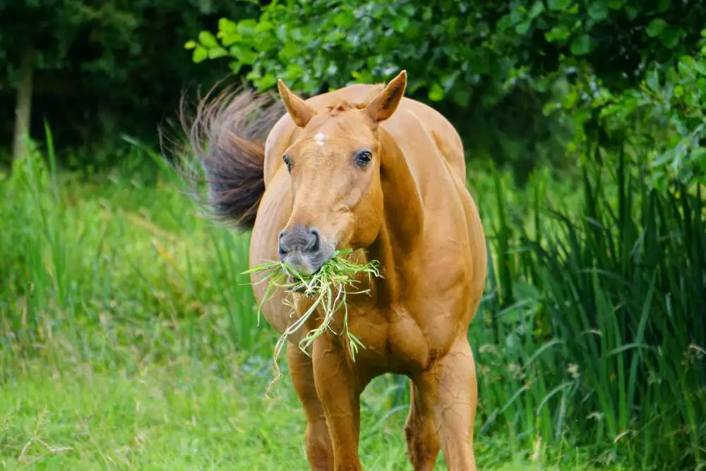 what are grass glands in horses