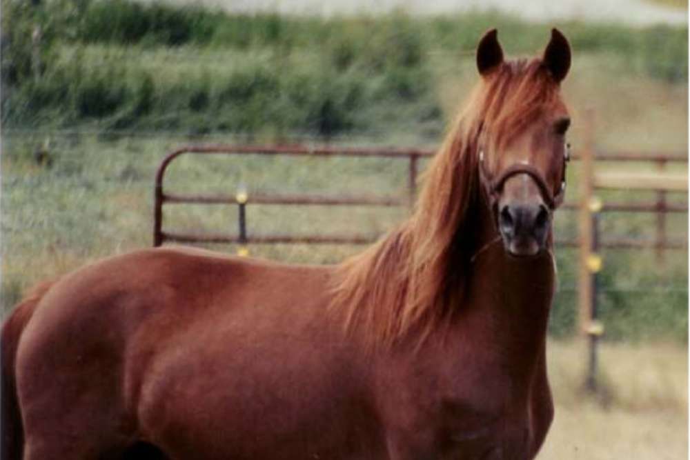 Little sorrel was a short Morgan horse that was sorrel in color
