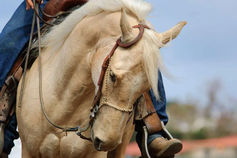 Can you ride a horse with swollen Grass Glands