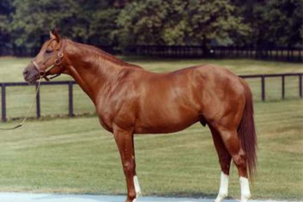 Secretariat was a famous chestnut race horse
