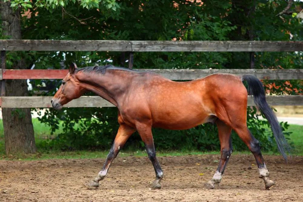 bay horses can get confused for sorrel or chestnut