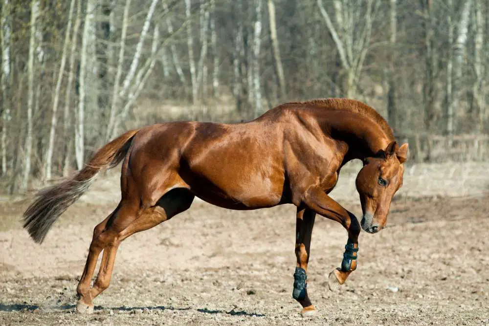 beautiful chestnut or sorrel