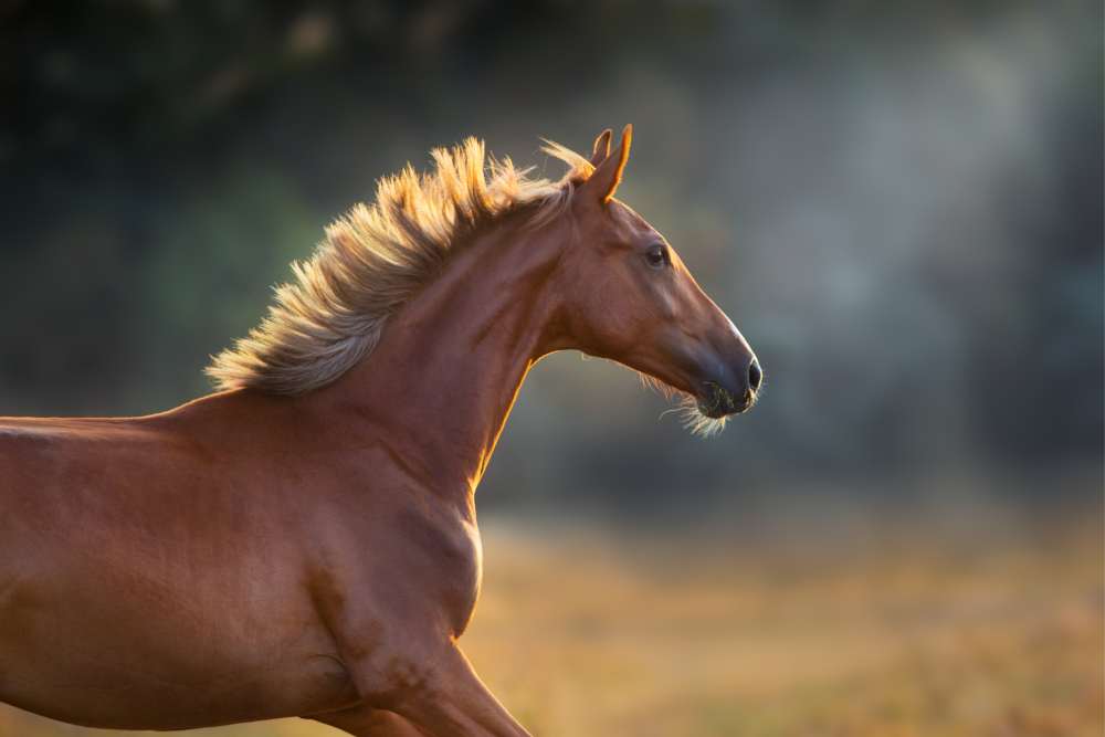 blonde sorrel has a flaxen mane also known as a flaxen chestnut