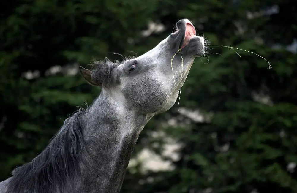 horse flehmen response