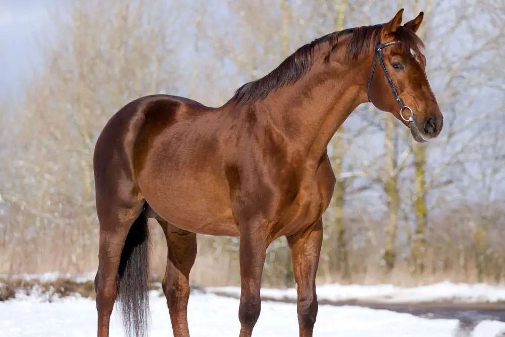 liver chestnut is a shade of sorrel or chestnut