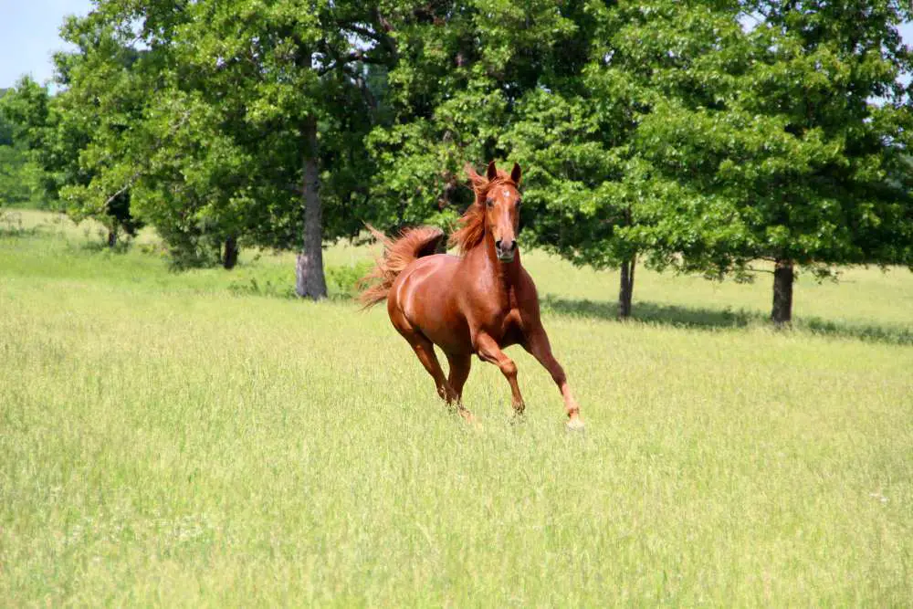 galloping sorrel horse