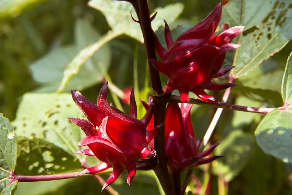 sorrel flower