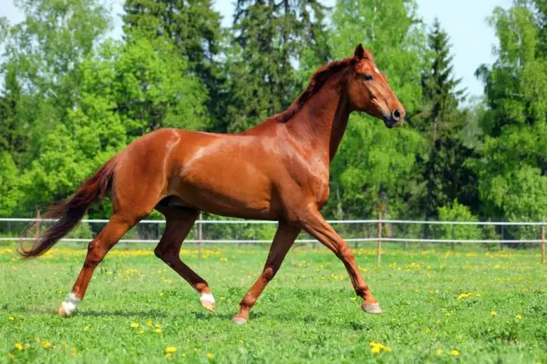 The Sorrel Horse Color Is It The Same As Chestnut?