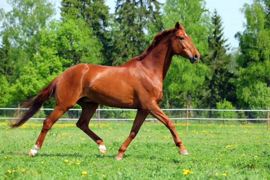 sorrel horse color