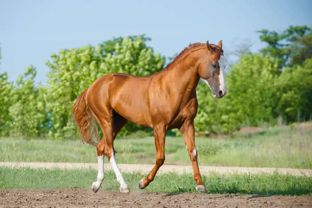 sorrel quarter horse trotting