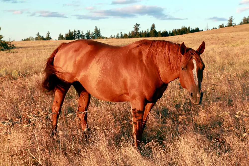 sorrel quarter horse out in pasture