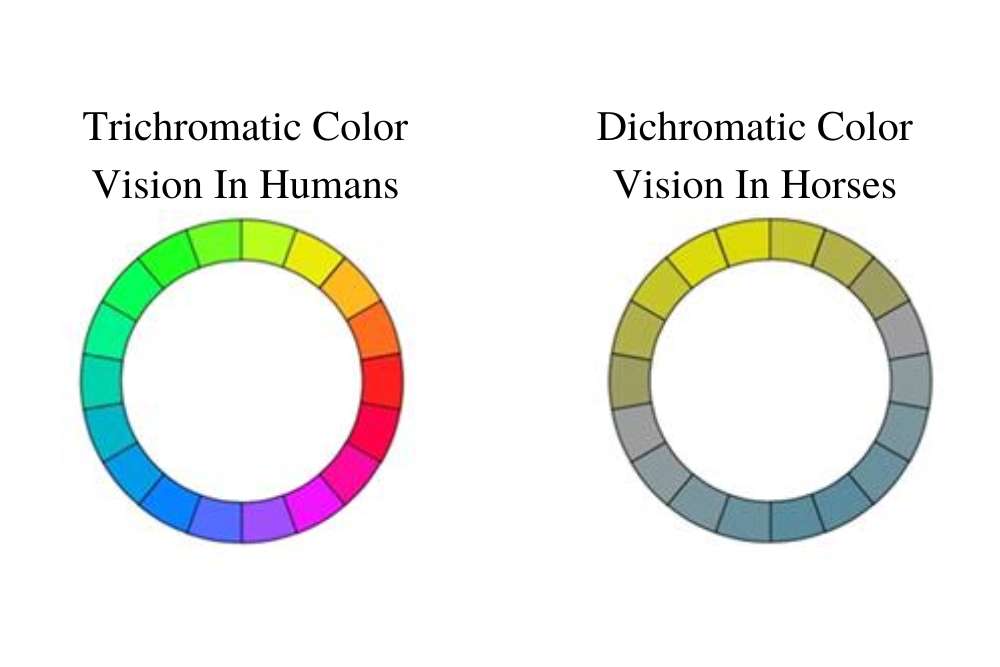 Trichromatic and Dichromatic Colors In Humans and Horses