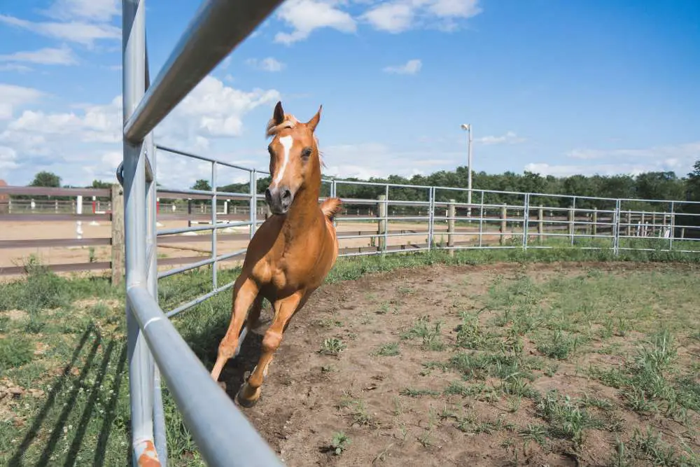 Equine Color Vision 