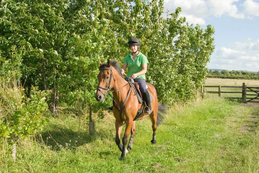 horse can comfortably carry riders weight