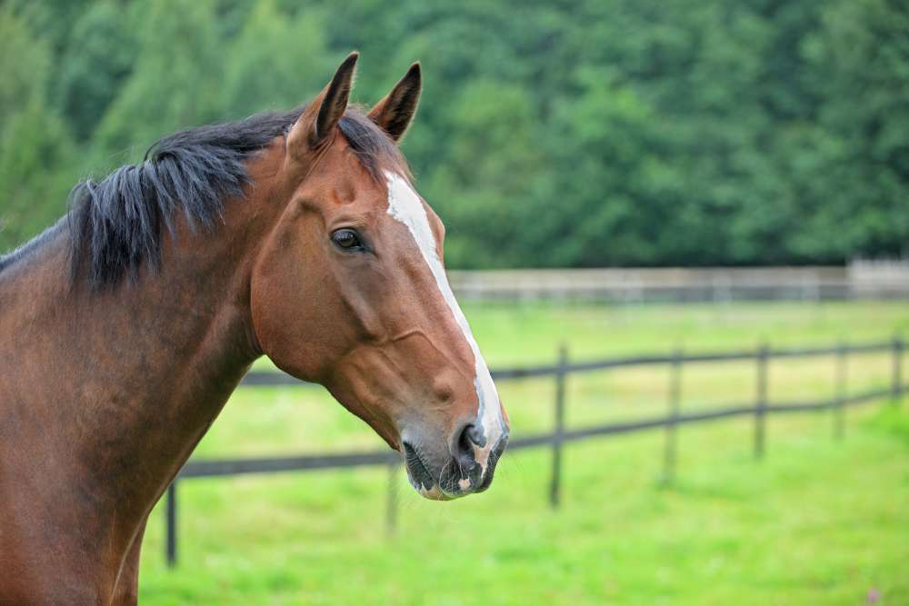 What Colors Do Horses See?