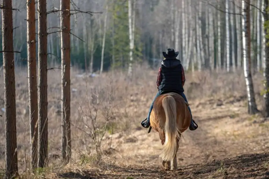 Horseback Riding Weight Limit How Much Can a Horse Carry?