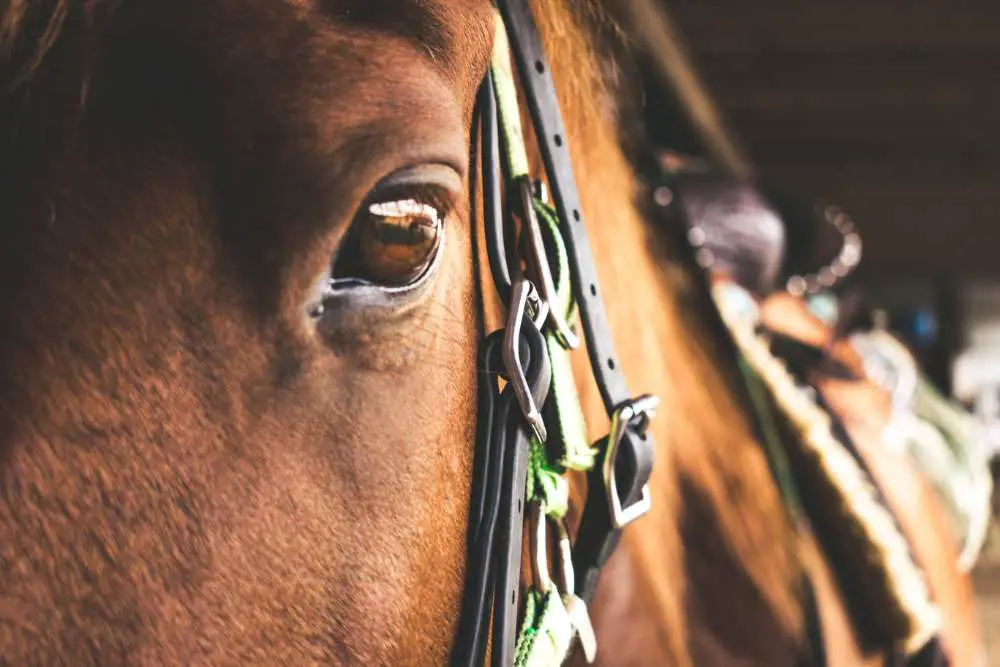 Colors Horses Can See