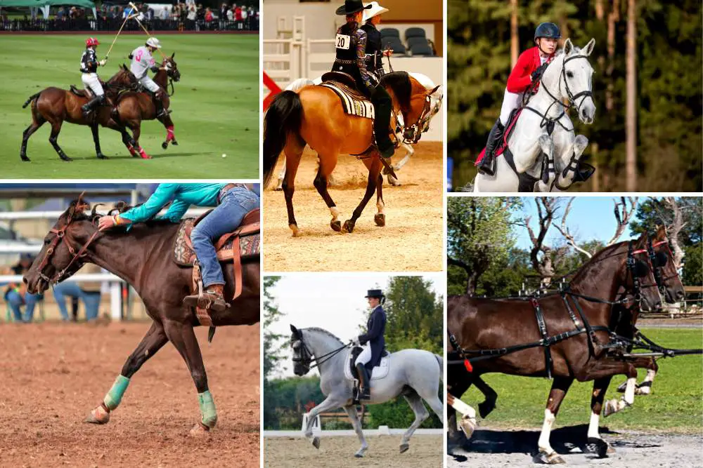 horse disciplines and equestrian sports