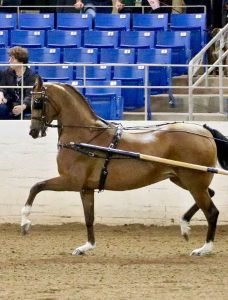 Pleasure carriage driving