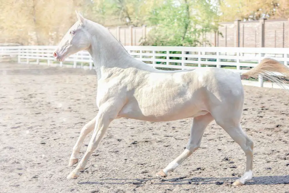 Rarest Horse Colors