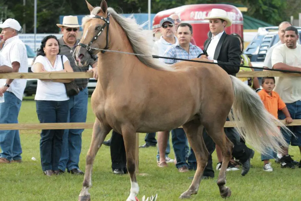 Silver Buckskin