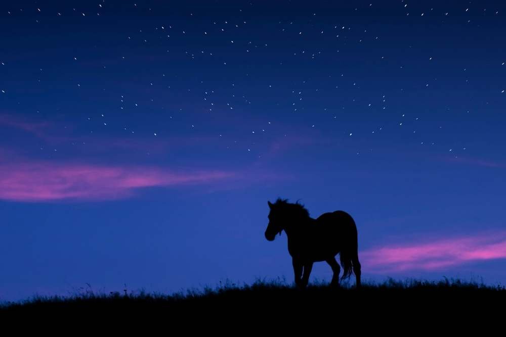 can horses see in the dark