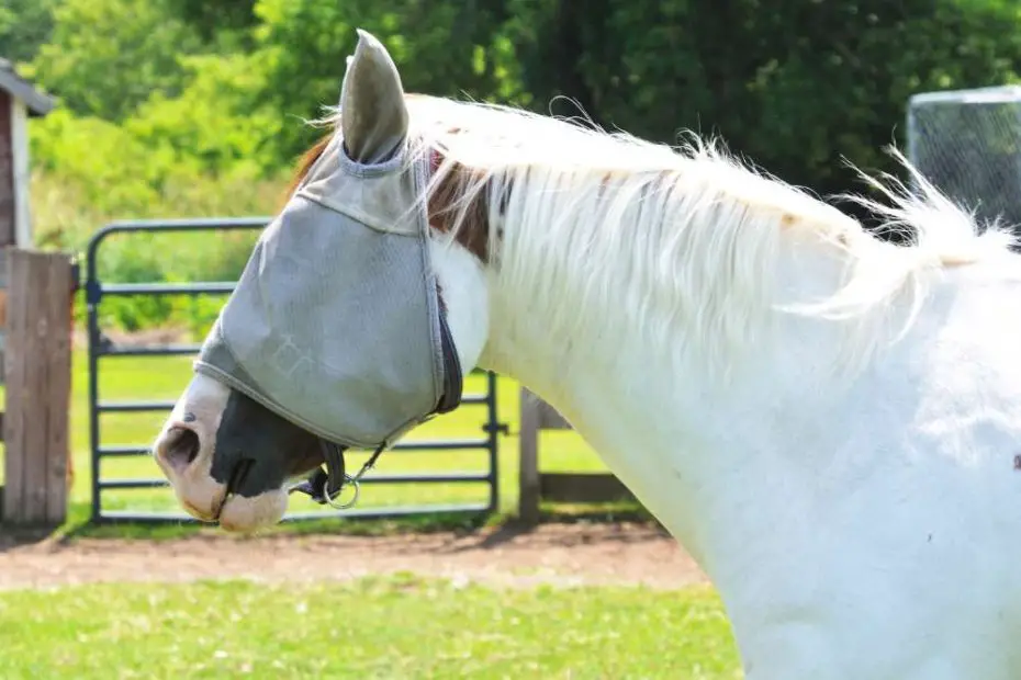Can Horses See In The Dark? (Horse Night Vision)