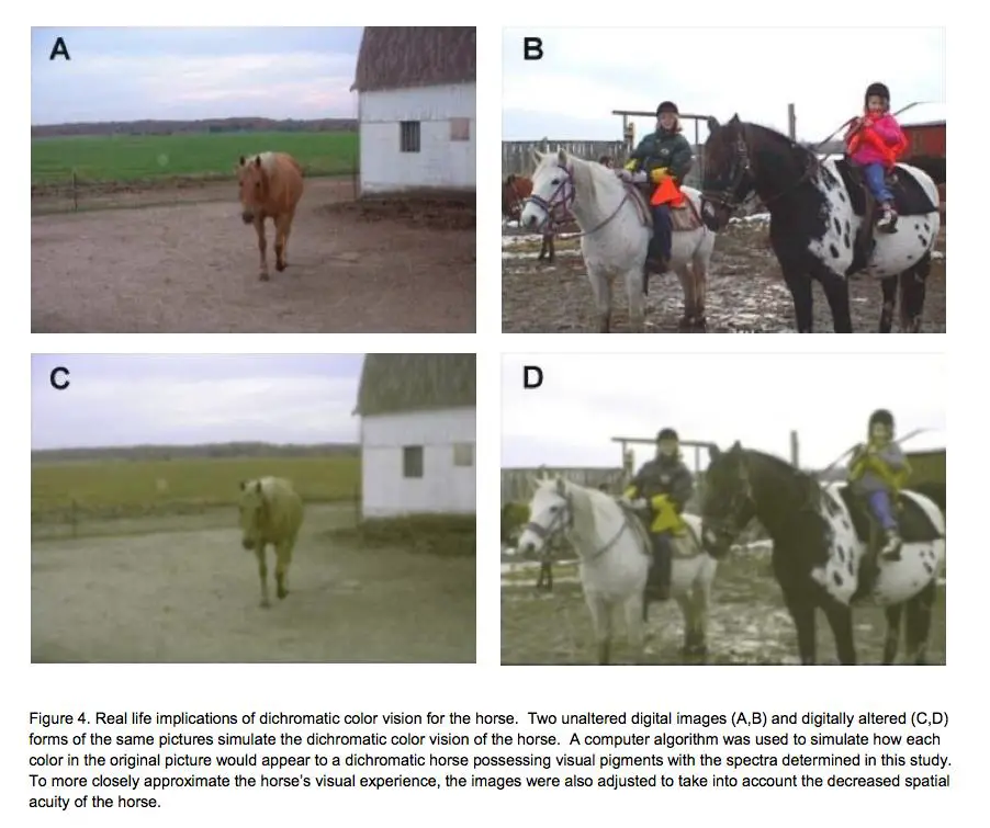 Color vision for horse