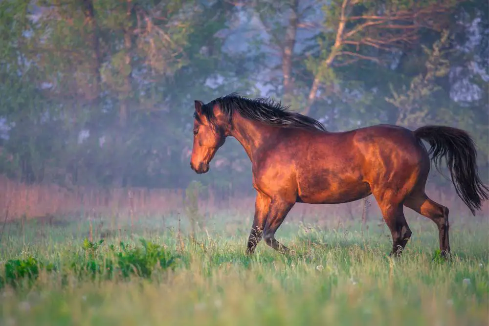 horseback riding weight limit