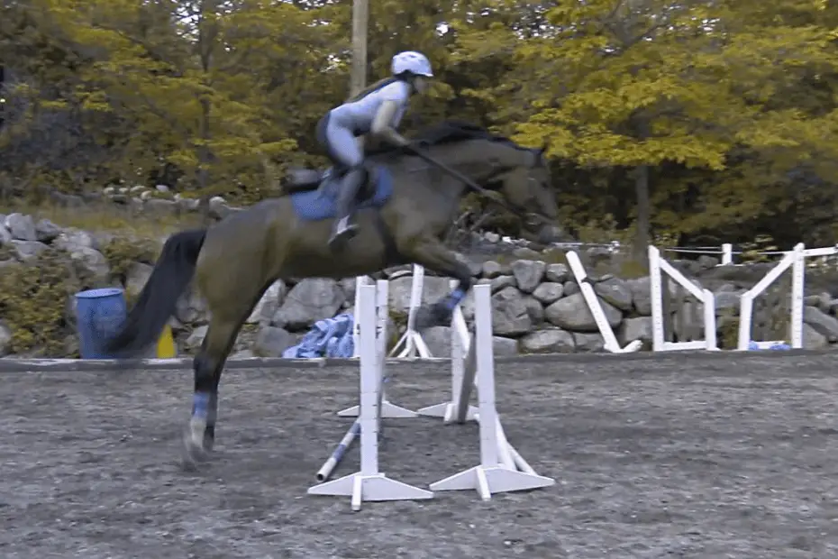 Colors Horses Can See How the World Looks to Horses!