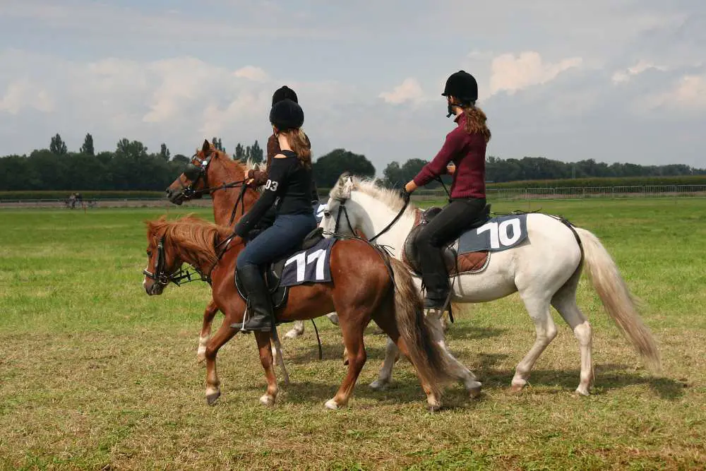 riders are a bit too big for ponies