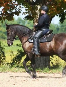 western dressage
