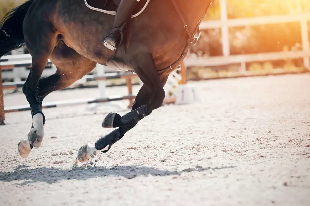 Adventure horse novel