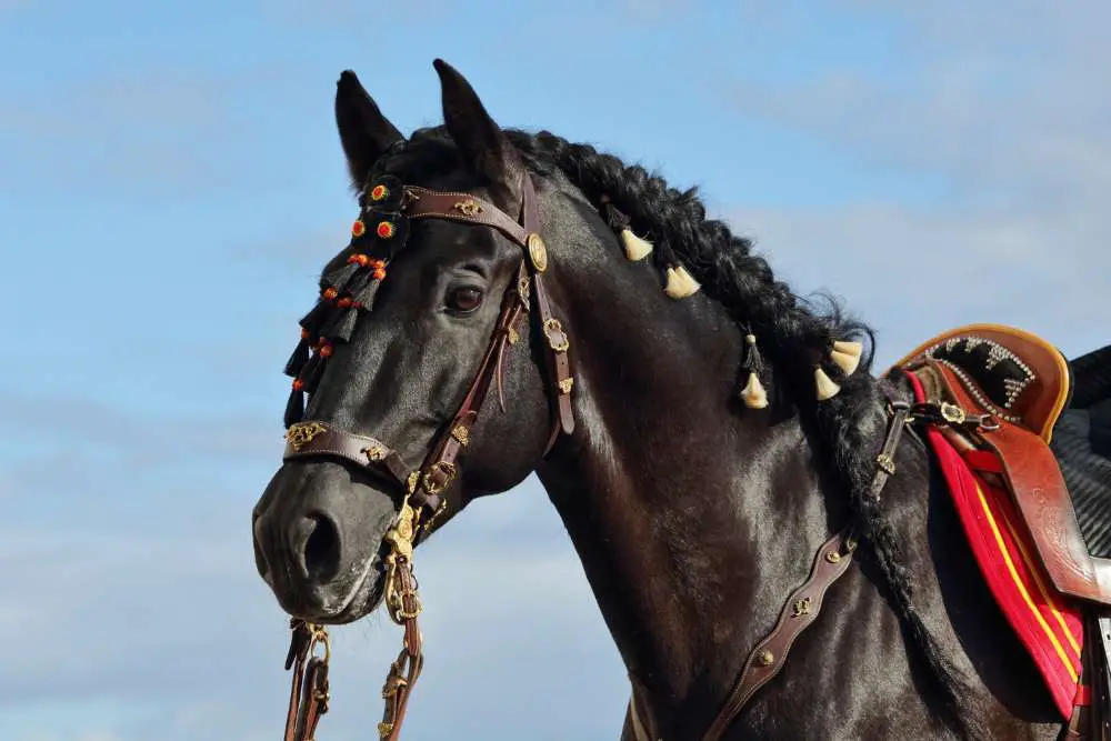 baroque horse tack