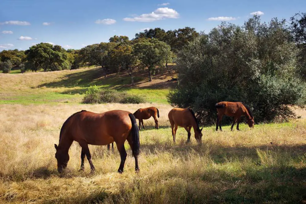 Alter Real Horse Herd