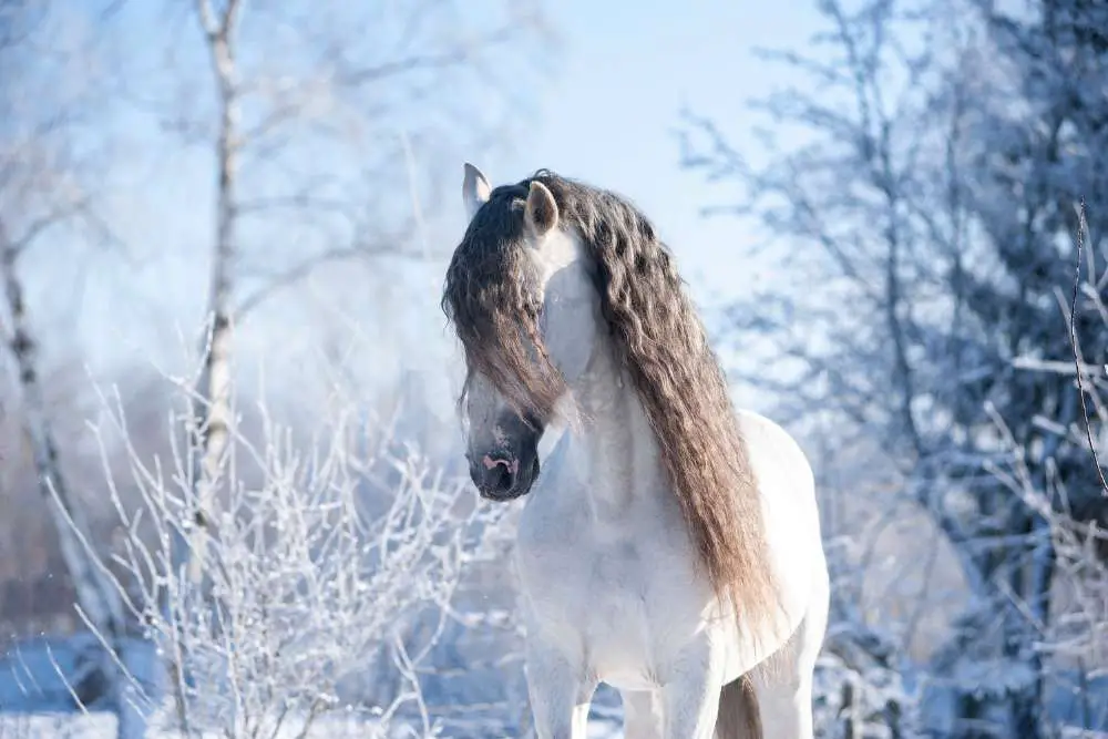 Andalusian