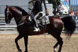 Complete Guide To Baroque Horses: The Epitome of Elegance