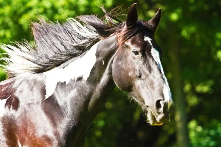Complete Guide To Baroque Horses: The Epitome of Elegance