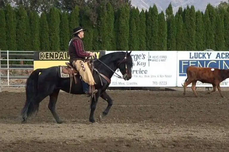 Complete Guide To Baroque Horses: The Epitome of Elegance