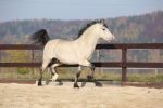 Cob Horses: What They Are Explained!