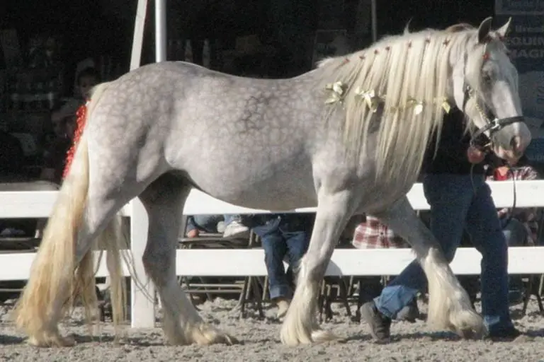 Cob Horses What They Are Explained!