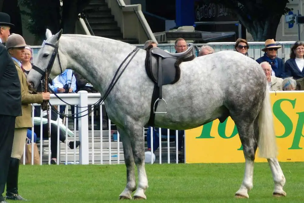 Cob Horses