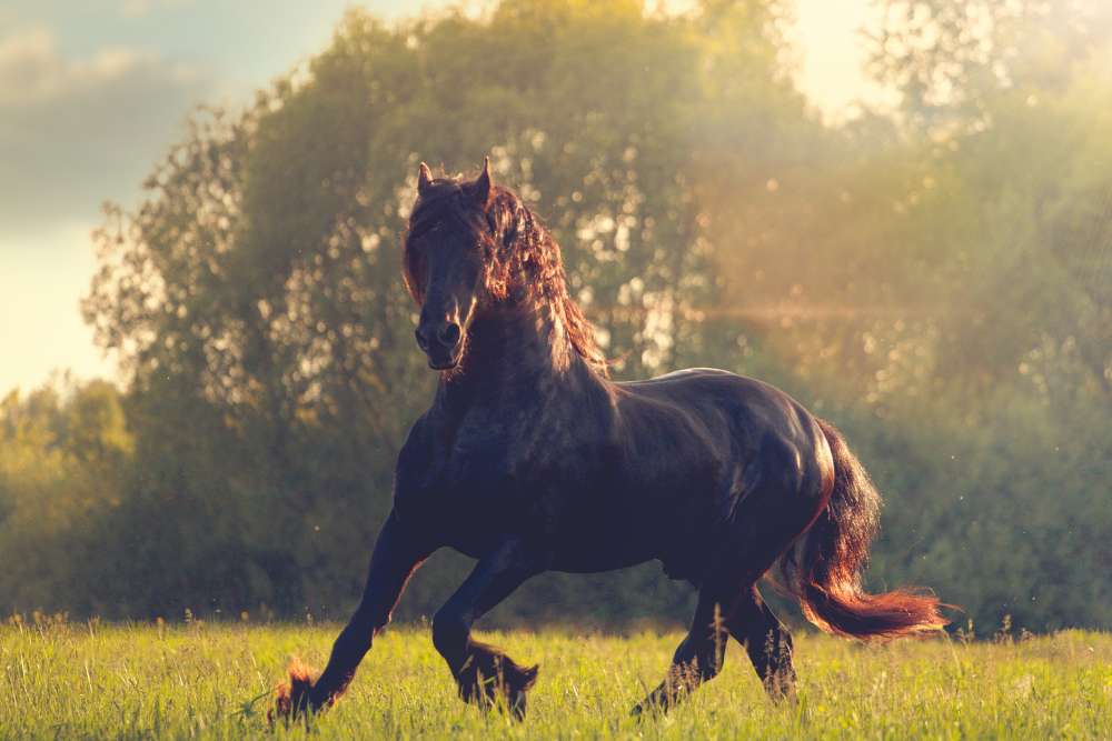 baroque Friesian horse

