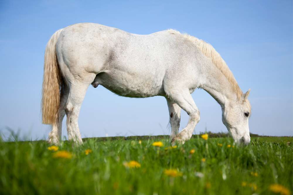Have you picked a grey horse name?