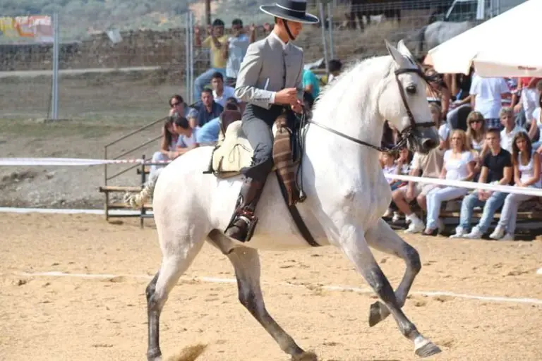 Complete Guide To Baroque Horses: The Epitome of Elegance