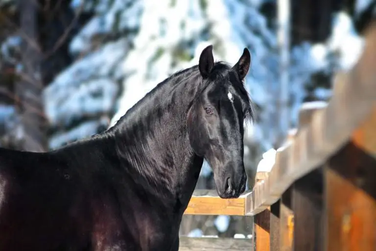 Complete Guide To Baroque Horses: The Epitome of Elegance