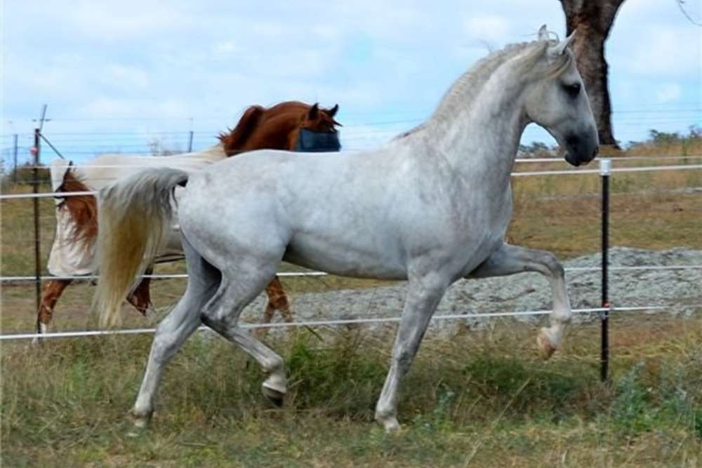 Lippizan stallion
