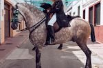 Complete Guide To Baroque Horses: The Epitome of Elegance