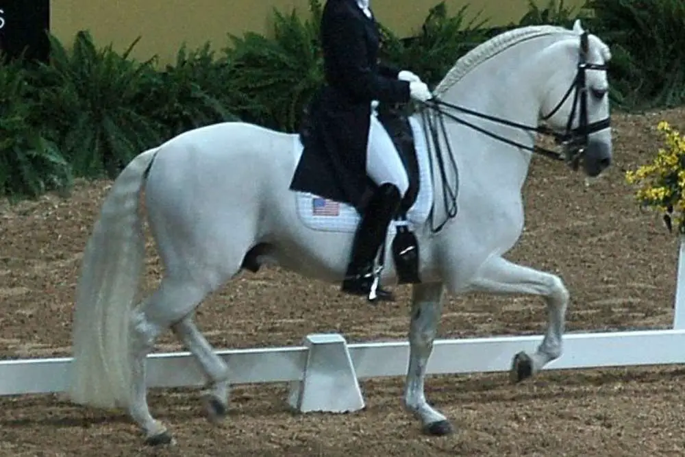 PRE Stallion