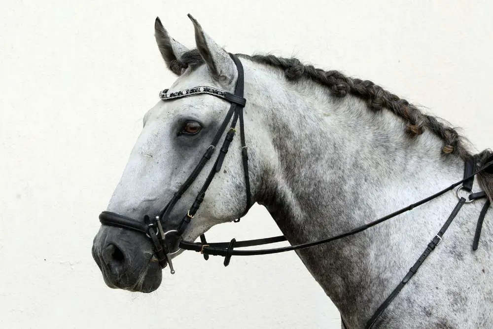 Pure Spanish Horse PRE